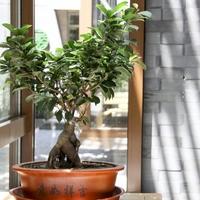 Divite se bonsai drveću, ali se ne usudite uzgajati? Možda će vas ovih par savjeta ohrabriti