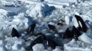 Kitovi ubice pobjegli iz ledenog kaveza!