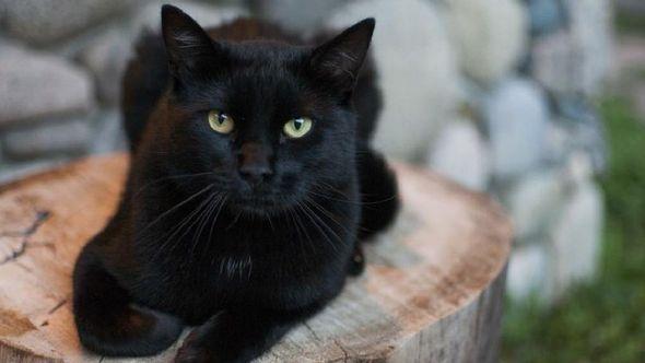 crna mačka - Avaz