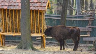 Uginuo bizon Đuka, u stadu ostale četiri ženke