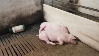 U Distriktu proglašeno stanje prirodne nesreće zbog Afričke svinjske kuge