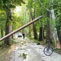 Haos na Ilidži: Oboreno nekoliko stabala na šetalištu u Velikoj aleji