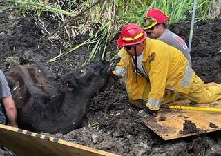 Američki vatrogasci spasili kravu koja je 24 sata bila zarobljena u blatu