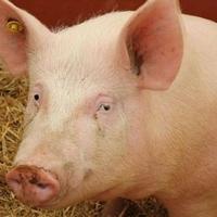 Ekspertski tim za afričku svinjsku kugu stiže u BiH