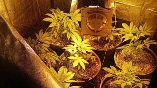 U Novom Travniku pronađen laboratorij za uzgoj marihuane: Zaplijenjen i kilogram droge