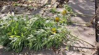 Akcija "Plantaža" u Bosanskom Brodu: Oduzeto pola kilograma marihuane