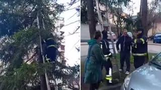 Banjalučki vatrogasci spasili mačku sa drveta