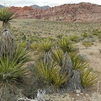 U pustinji Mohave živi jedan od najstarijih organizama na svijetu