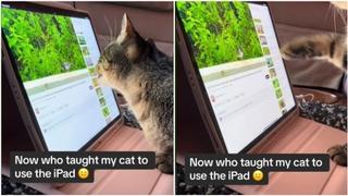 Video / Vlasnicu iznenadio talent njene mačke: "Ko ju je naučio da ovo radi?"