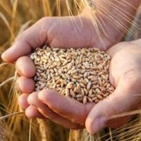 Cijena otkupa pšenice veoma niska na području Brčko distrikta
