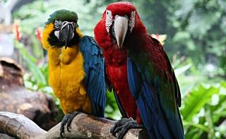 Zanimljivosti o papagajima: Žive i do 80 godina