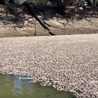 Mrtve ribe isplivale u blizini australijskog grada: Ima ih na milione