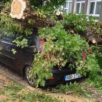 S lica mjesta: Jak vjetar srušio drvo u Tuzli, palo na automobil