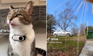 Mačak na ogrlici nosi kameru i pokazuje kako svijet izgleda iz njegove perspektive