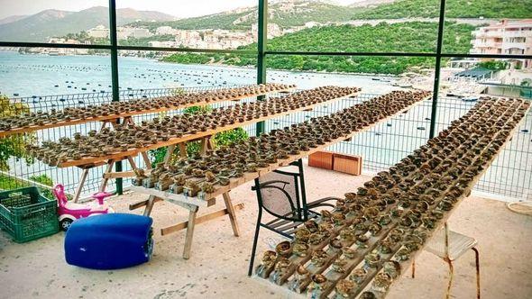 Uzgoj školjki u Neumu - Avaz