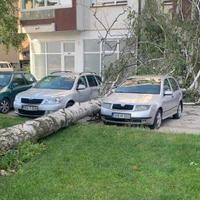 Fotografija iz bh. grada: Vlasnici su imali sreće, veliko stablo palo između dva automobila