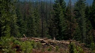 Nesreća u šumi kod Vlasenice: Muškarac poginuo tokom sječe drveća