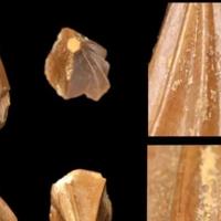 Bizarno: Naučnici otkrili novu vrstu morskog reptila s čudnim, izbočenim zubima