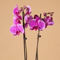 Sačuvajte orhideju tokom zime