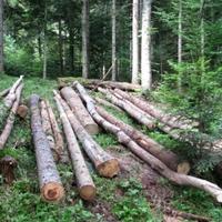 U FBiH u prva dva mjeseca smanjenje proizvodnje i prodaje šumskih sortimenata