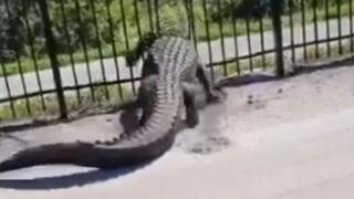 Policajci na Floridi "uhapsili" krokodila: Šetao ulicom u blizini stadiona