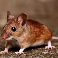 Kako se riješiti miševa u dvorištu i spriječiti ih da uđu u vaš dom