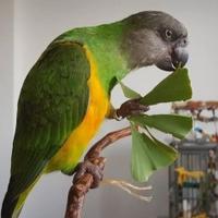 Papiga kao kućni ljubimac: Dama ali i bezobraznica