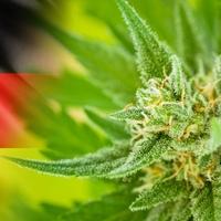 Njemačka legalizuje kanabis, moći će se uzgajati i u domovima