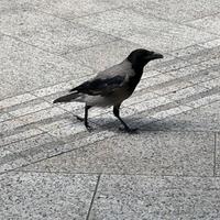 Pomahnitala vrana u centru Banje Luke: Ulazi u kafiće i plaši građane
