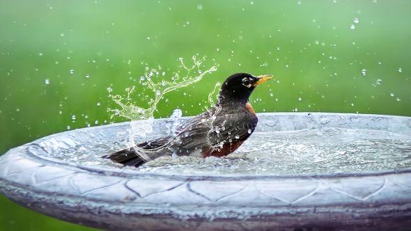 kupanje ptice voda - Avaz