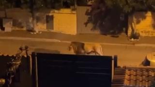 Lav pobjegao iz cirkusa u italijanskom gradiću: Slobodno se kreće ulicama, ljudi zaključani u kuće
