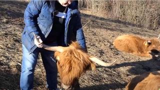 Jedinstveno u BiH: Ima farmu škotskih goveda kod Jajca, jednog bika zove Džejms Bond