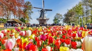 Otvorena najveća bašta tulipana