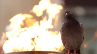 Za sarajevske golubove nema zime