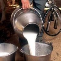U FBiH viša proizvodnja kravljeg mlijeka, sira i pavlake

