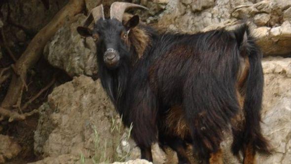 tibetanska koza - Avaz