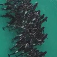 Više od 50 delfina se masovno nasukalo u Australiji, uginuli su