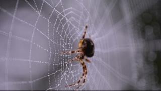 Kako zauvijek otjerati pauke iz kuće: Šest trikova koje morate probati