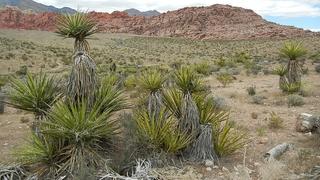 U pustinji Mohave živi jedan od najstarijih organizama na svijetu