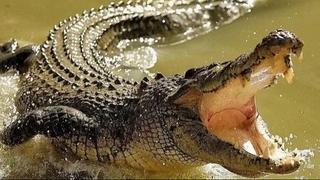 Bizaran događaj u Australiji: Krokodili čuli zvuk helikoptera i navalili jedni na druge