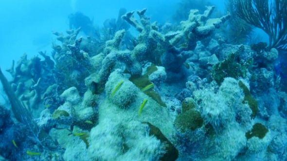 Visoke temperature ugrožavaju koraljne grebene - Avaz