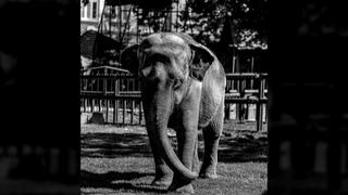 Omiljena slonica Tvigi iz beogradskog zoološkog vrta uginula u 58. godini