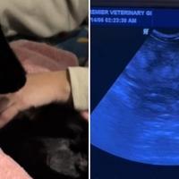 Veterinari napravili ultrazvuk na mački, iznenadilo ih je što su otkrili