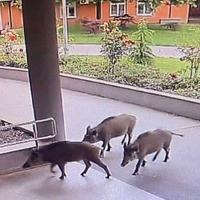 Divlje svinje "posjetile" zagrebačku bolnicu, pacijenti uznemireni