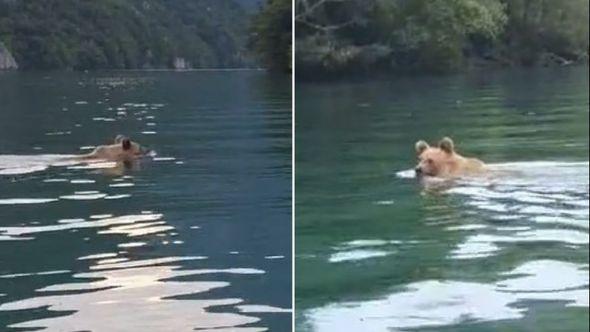 Medvjed spas od vrućine potražio u Drini - Avaz