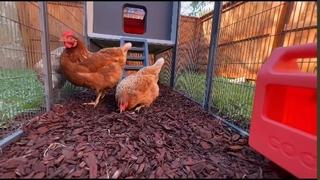 Stiže pametni kokošinjac: Sistem pokreće umjetna inteligencija
