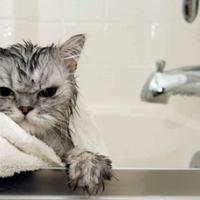Česta dilema: Treba li mačke kupati