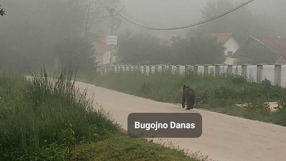 Medvjed u naselju Čipuljić - Avaz
