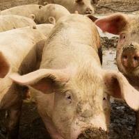 U BiH situacija u vezi s afričkom svinjskom kugom stabilna, novi slučajevi pojavljuju se sporadično