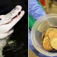 Veterinari izvadili 70 kovanica u vrijednosti od oko sedam dolara iz želudca aligatora